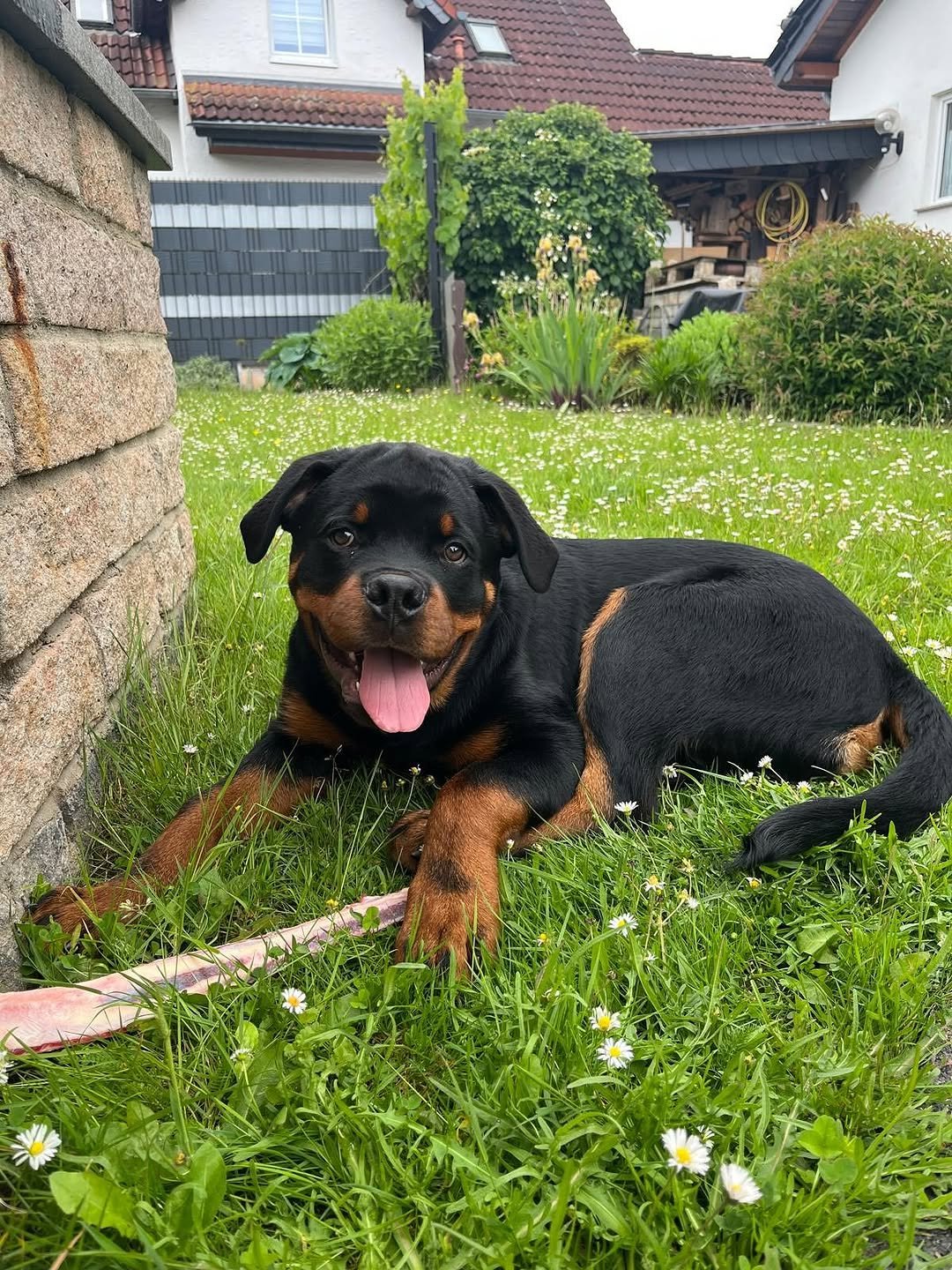 NALA - Female Rottweiler Puppy