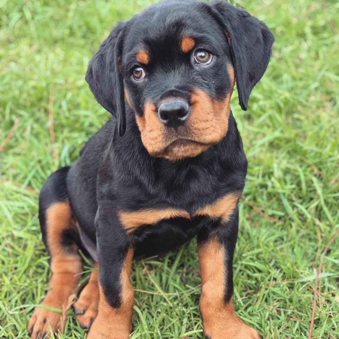 BORIS - Male Rottweiler Puppy