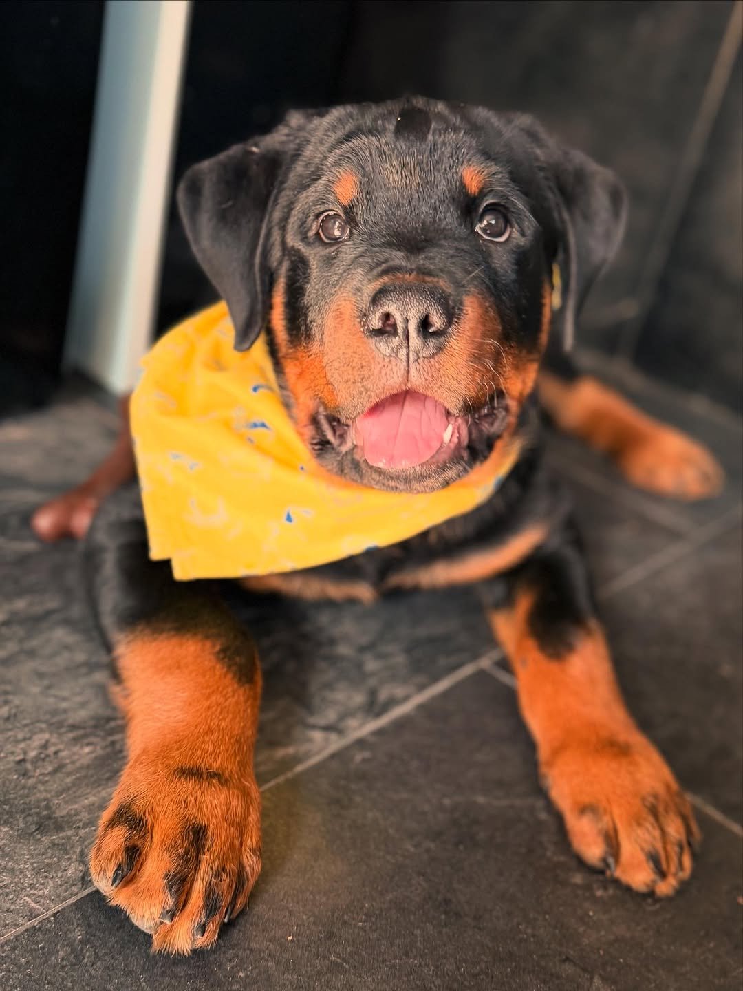 DENIS - Male Rottweiler Puppy