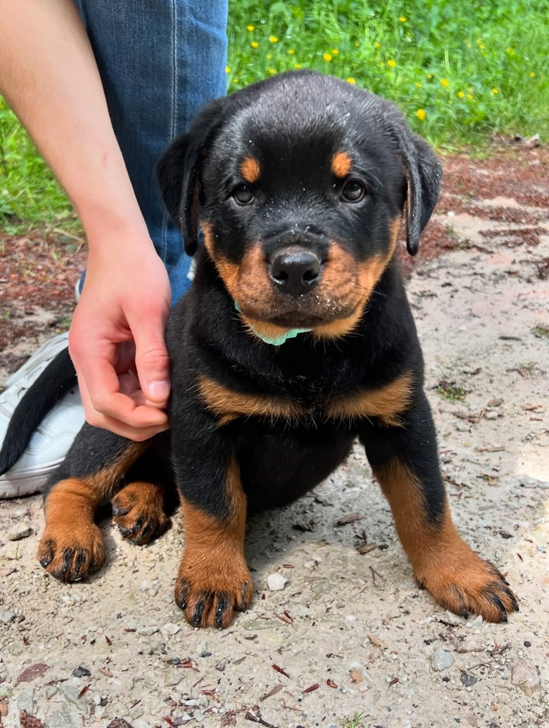 KING - Male Rottweiler Puppy