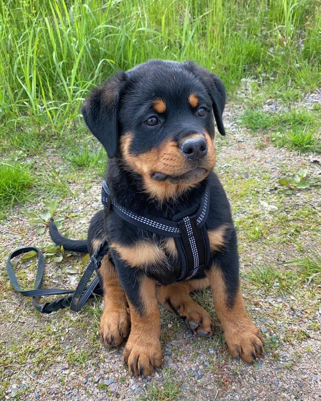 STELLA - Female Rottweiler Puppy