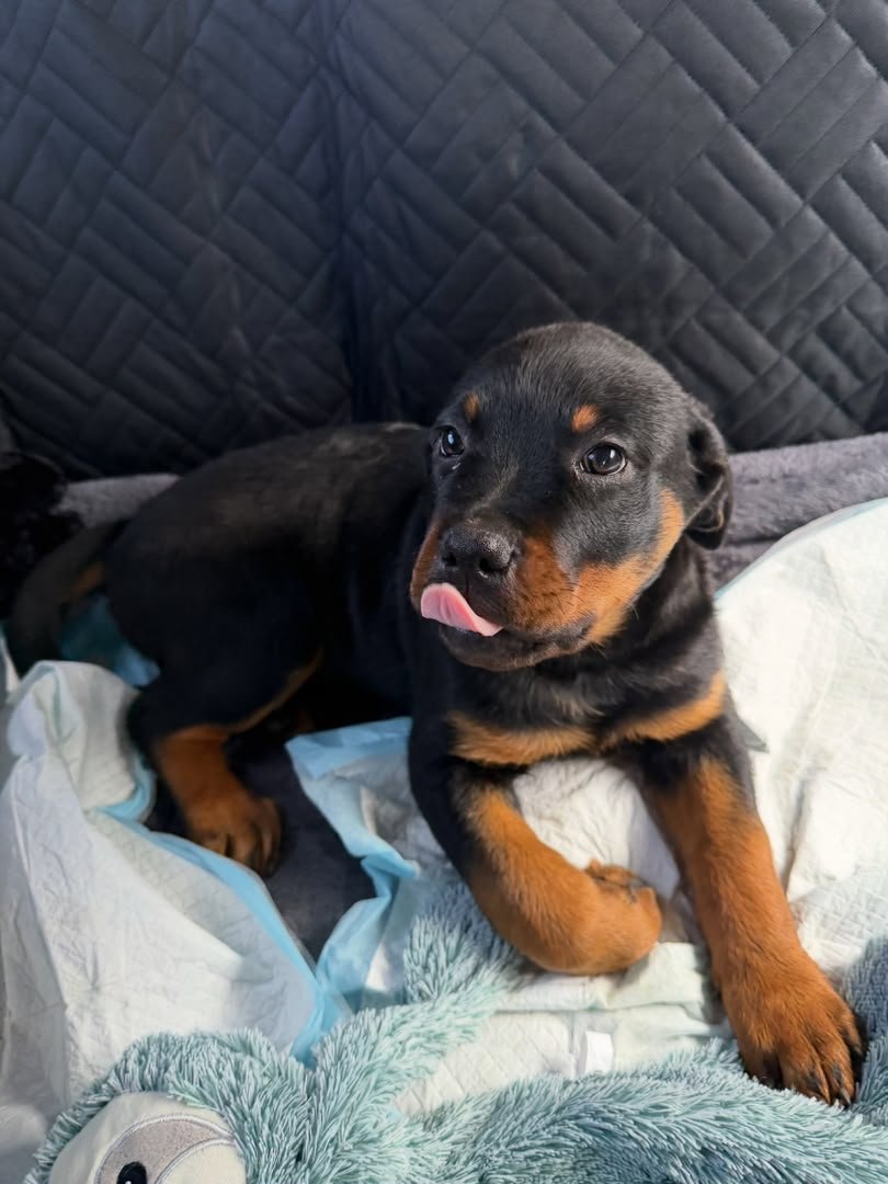 DAISY - Female Rottweiler Puppy