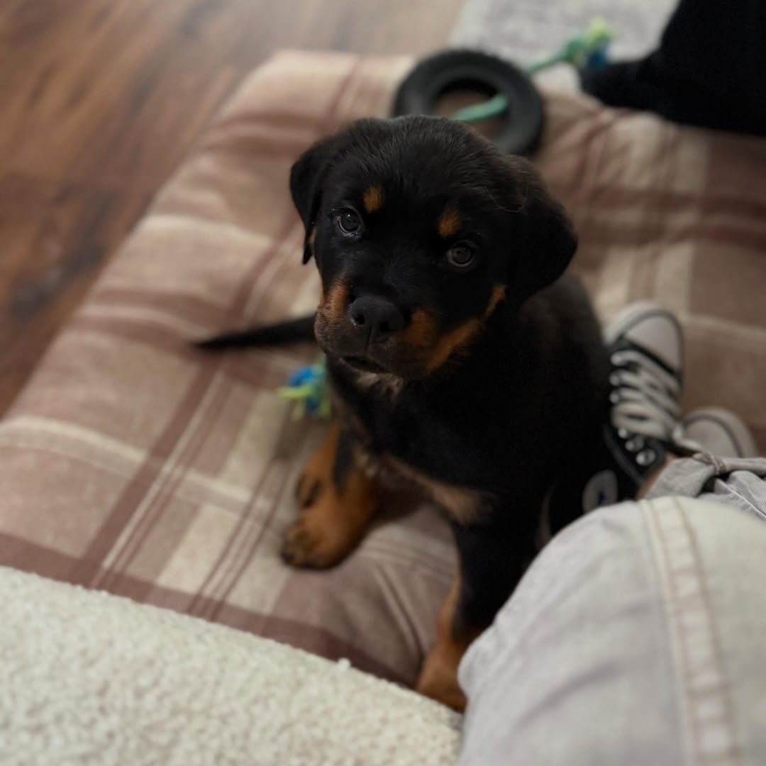 BELLA - Female Rottweiler Puppy