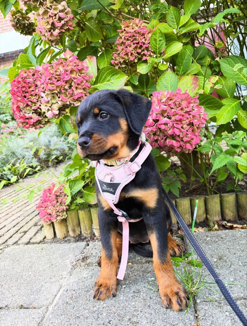 ROSIE - Female Rottweiler Puppy