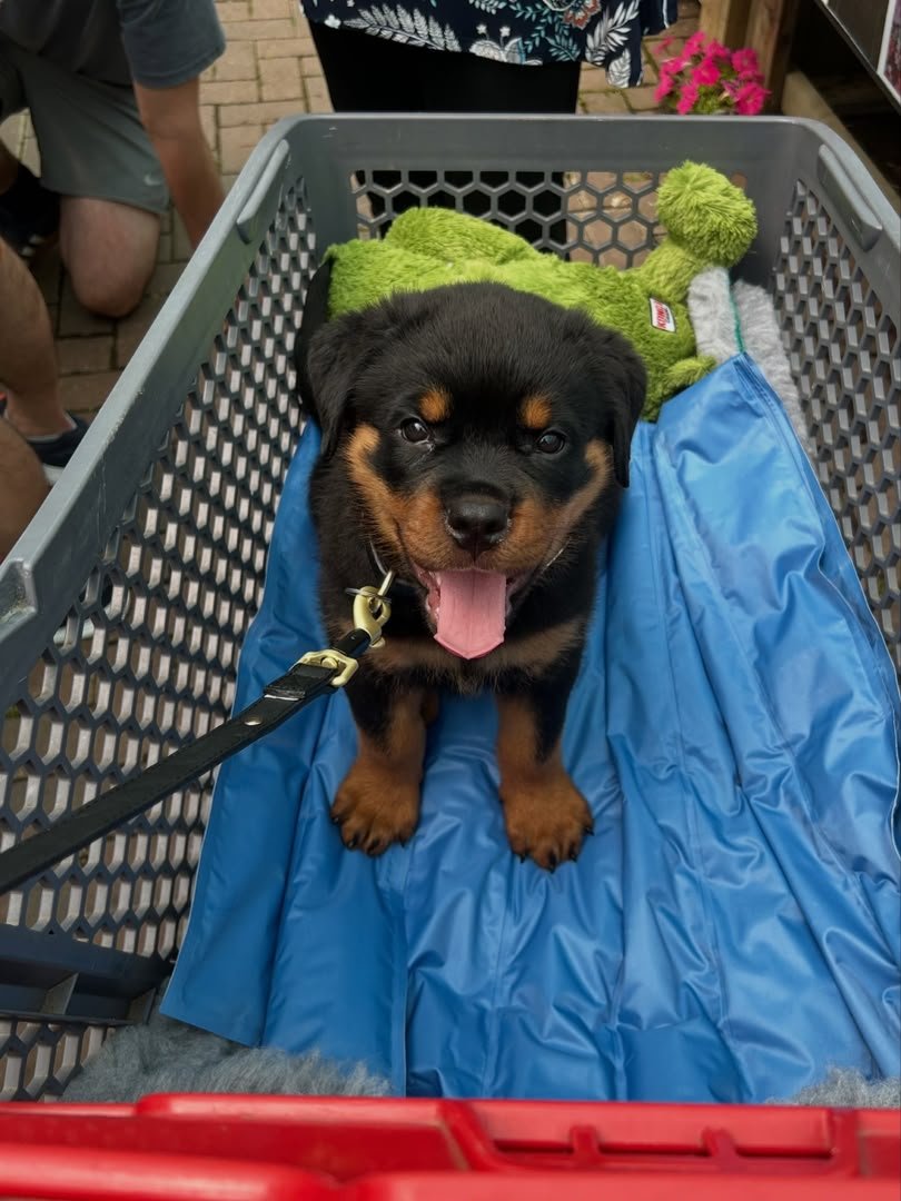JOHAN - Male Rottweiler Puppy