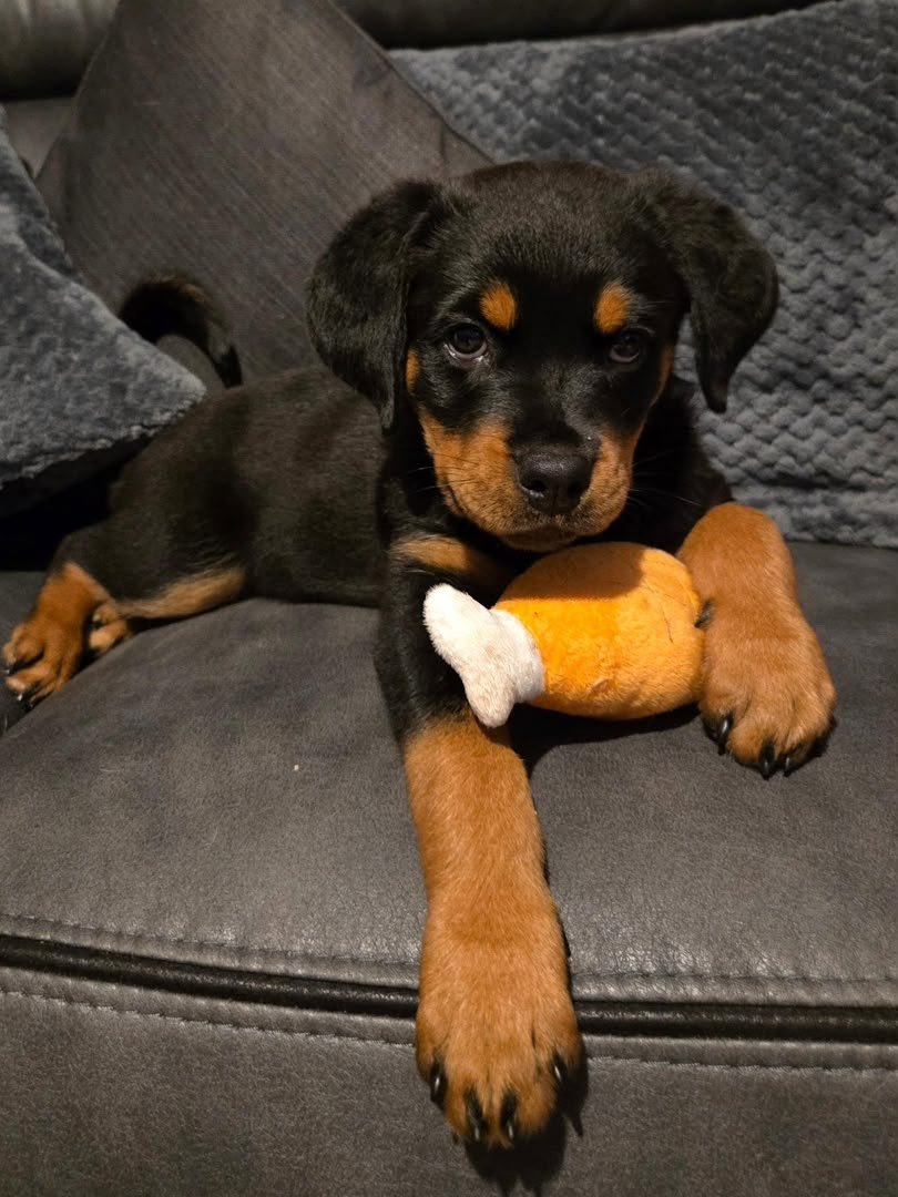 LUNA - Female Rottweiler Puppy