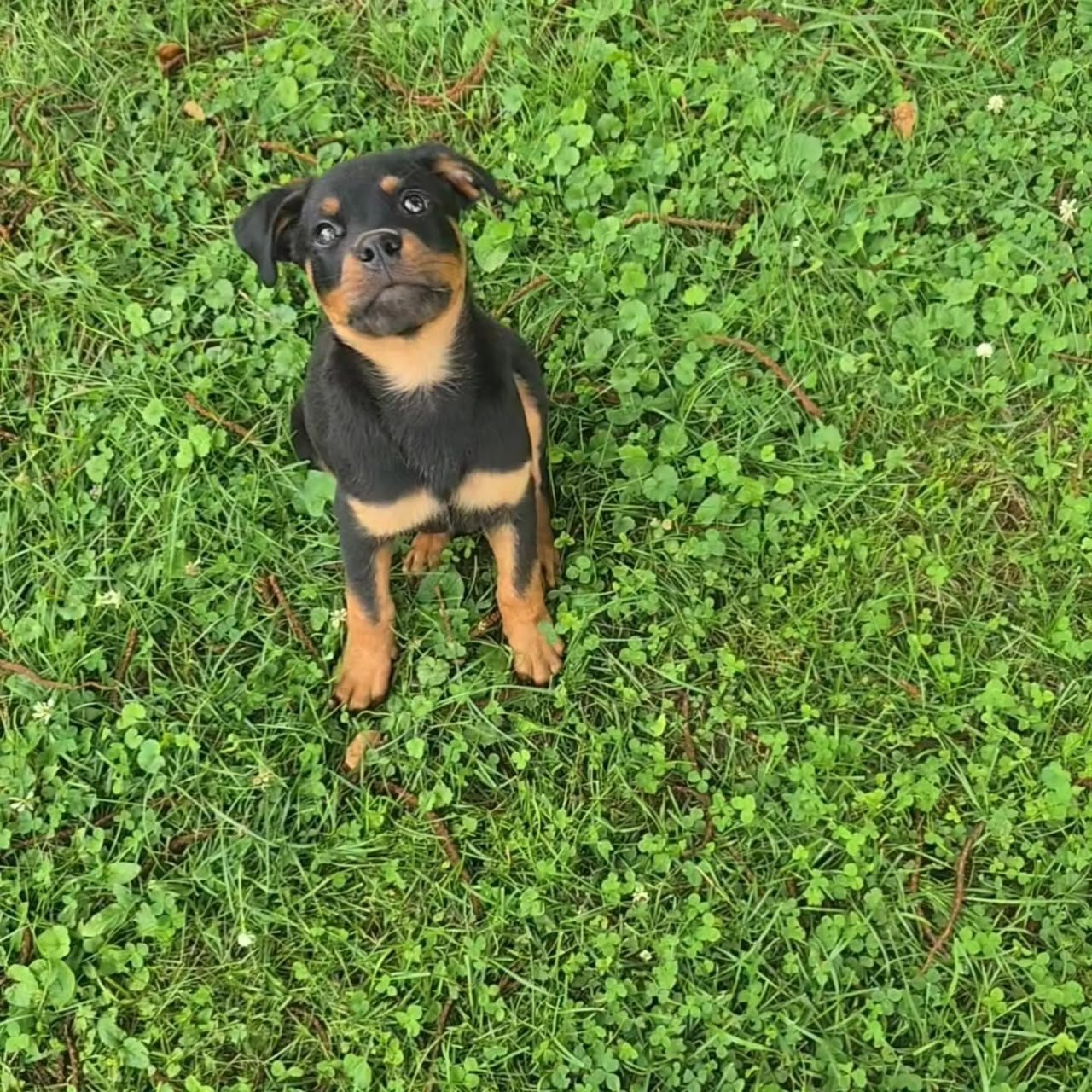 BRUNO - Male Rottweiler Puppy