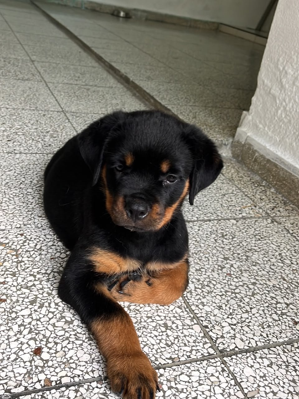 ROCKY - Male Rottweiler Puppy