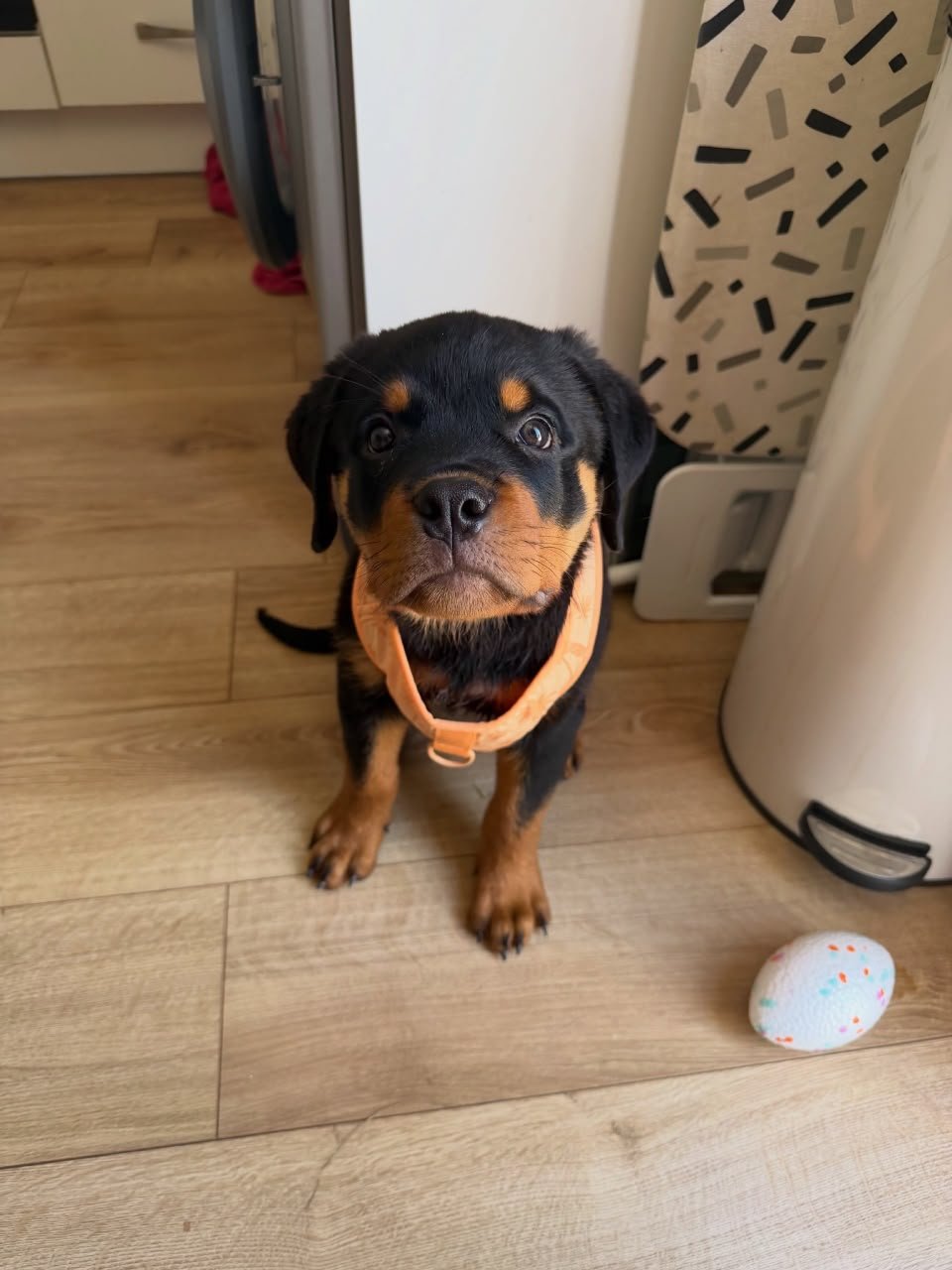 MAX - Male Rottweiler Puppy